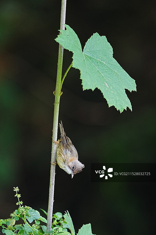 黄颈凤鹛图片素材