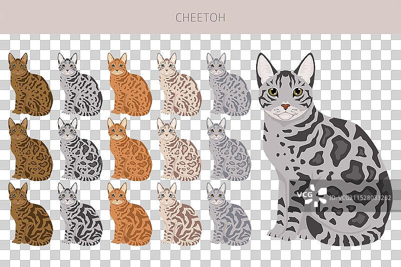 Cheetoh 2图片素材