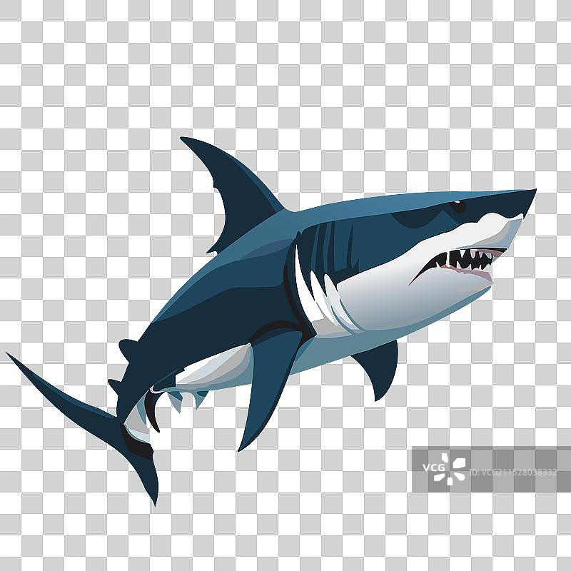 大白鲨图片素材