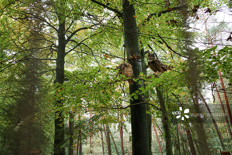 动物园中猫头鹰站在树上图片素材