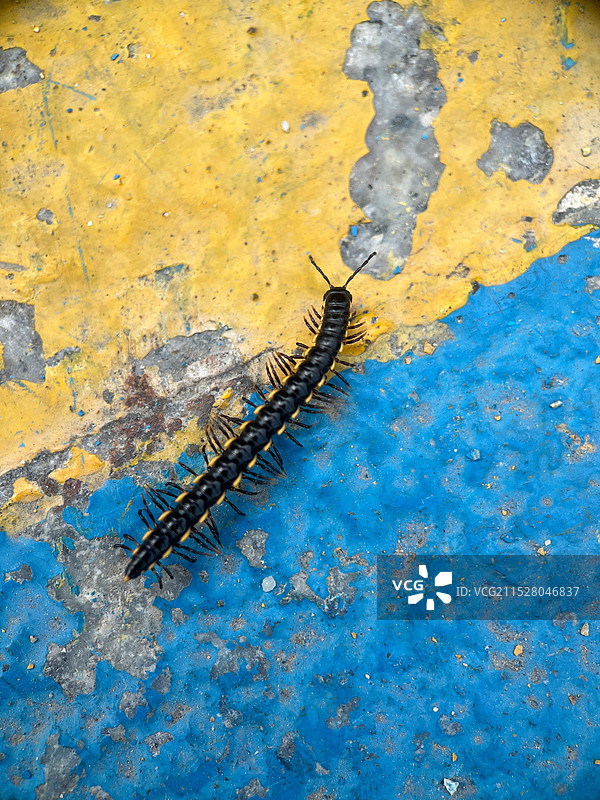 千足虫特写图片素材