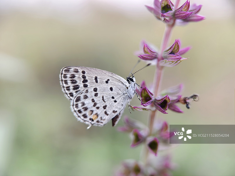 小灰蝶图片素材