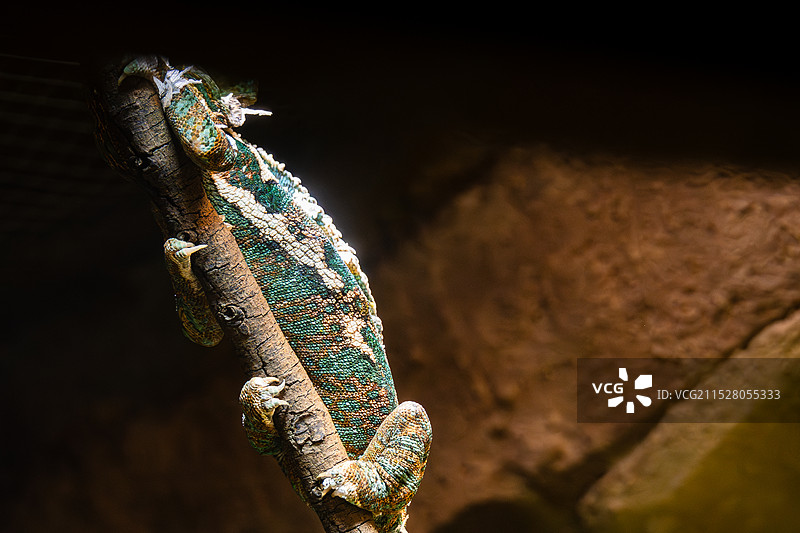 变色龙 - 南京红山野生动物园图片素材