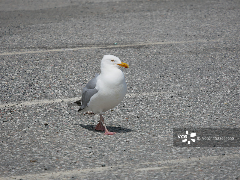 散步的海鸥图片素材