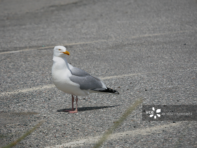 散步的海鸥图片素材