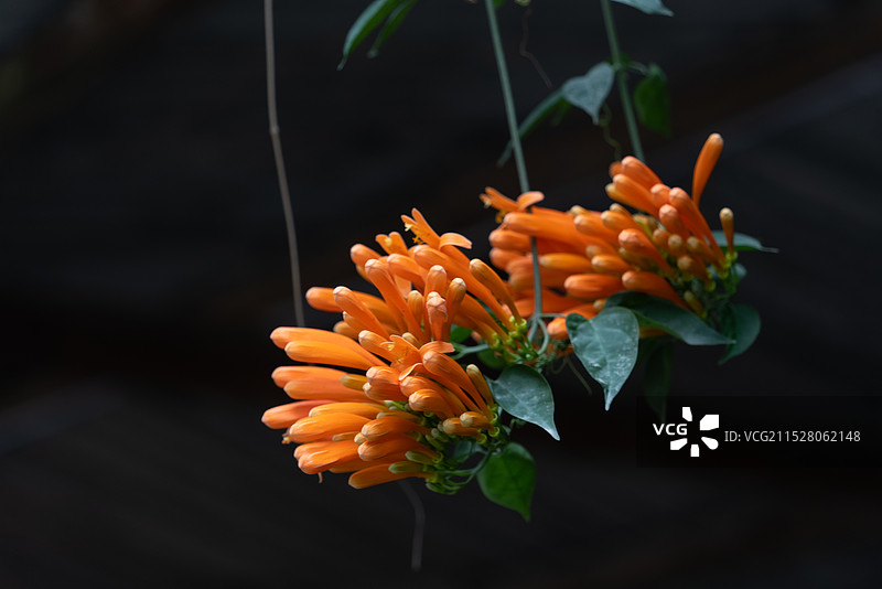 炮仗花特写图片素材