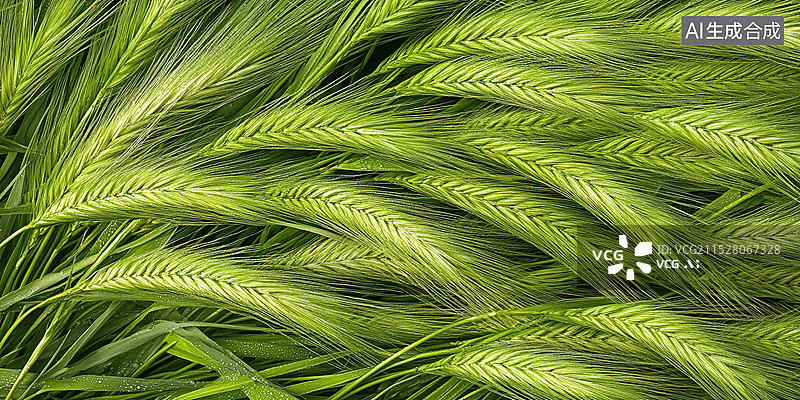【AI数字艺术】特写狗尾巴草春天的晨露自然和绿色的美背景图片素材