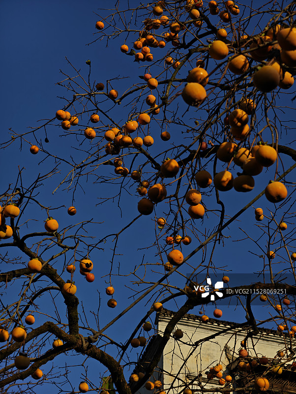 《婺源篁岭景区的柿子》图片素材