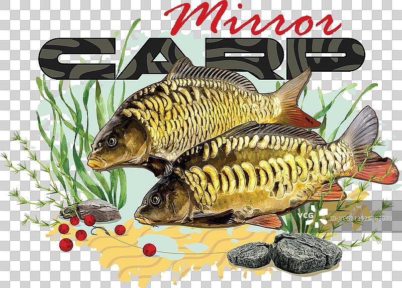 镜面鲤鱼图像图片素材