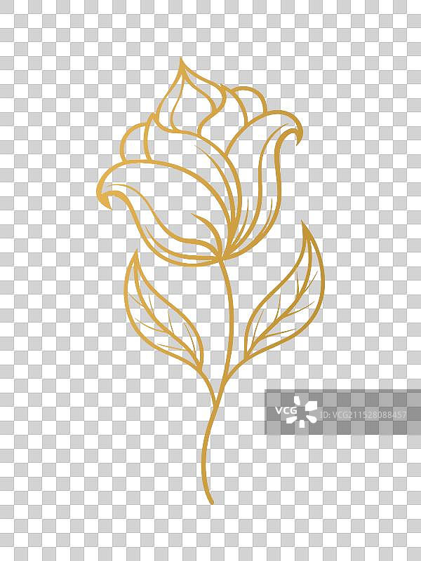 优雅的金色甜豌豆花植物图片素材