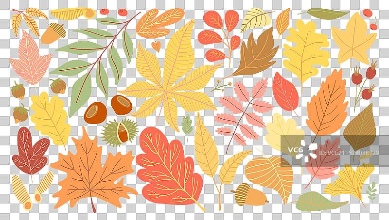 一组生动的秋天树叶和橡果图片素材