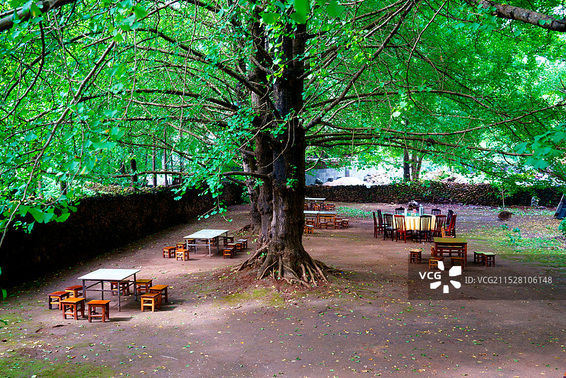 六盘水市盘州妥乐古银杏图片素材