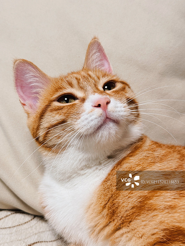 猫的特写肖像图片素材