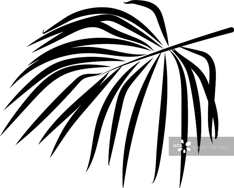 一幅详细的黑色棕榈叶剪影图片素材