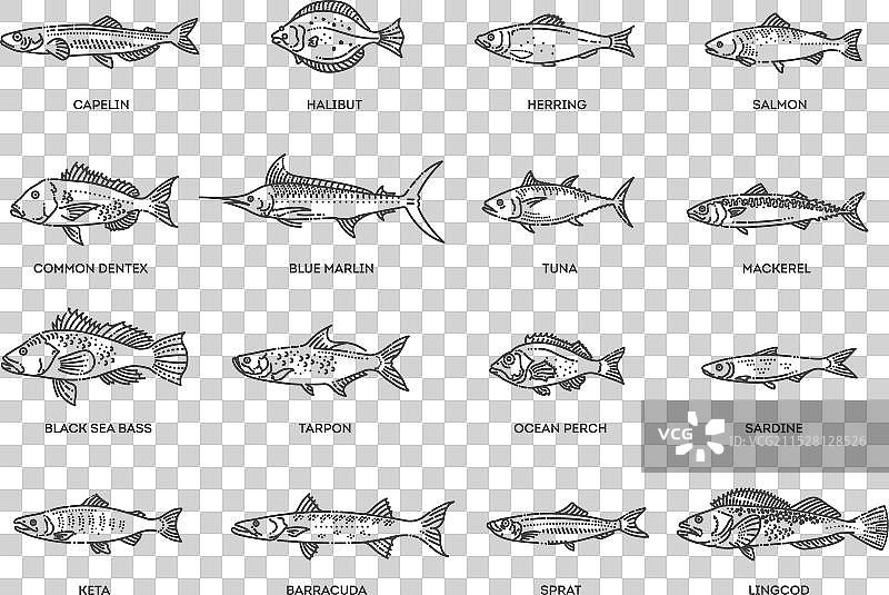 海水鱼类的种类，包括海洋鱼和深海鱼图片素材