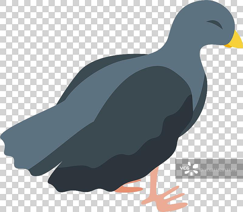 灰色水鸡鸟站立在两条腿上图片素材