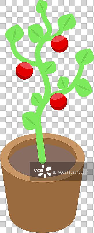 小番茄植物在花盆中生长的等距图图片素材