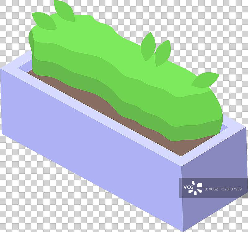 在混凝土花箱中生长的绿色灌木图片素材