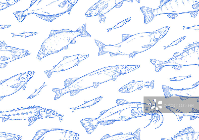 鲶鱼、狗鱼、鲟鱼和三文鱼的轮廓图图片素材