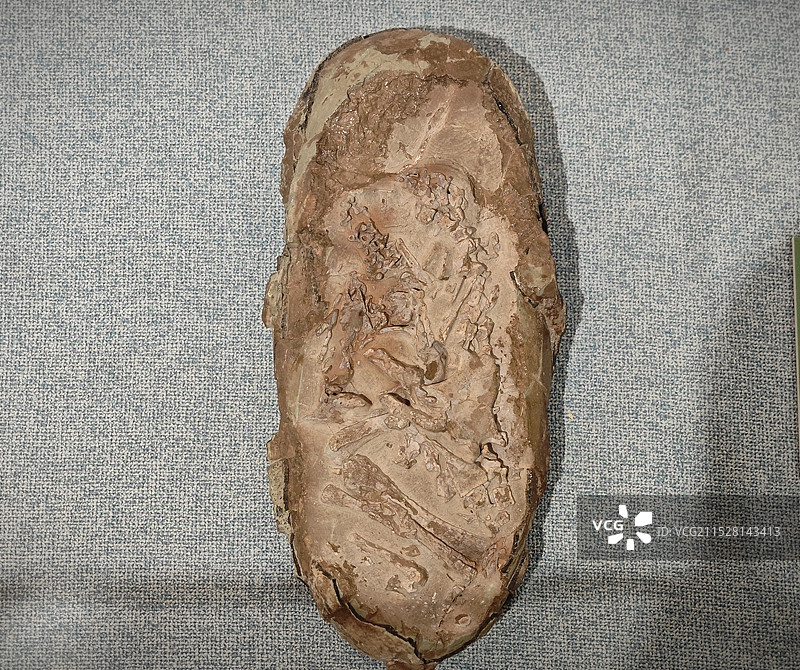 含胚胎的窃蛋龙蛋化石图片素材