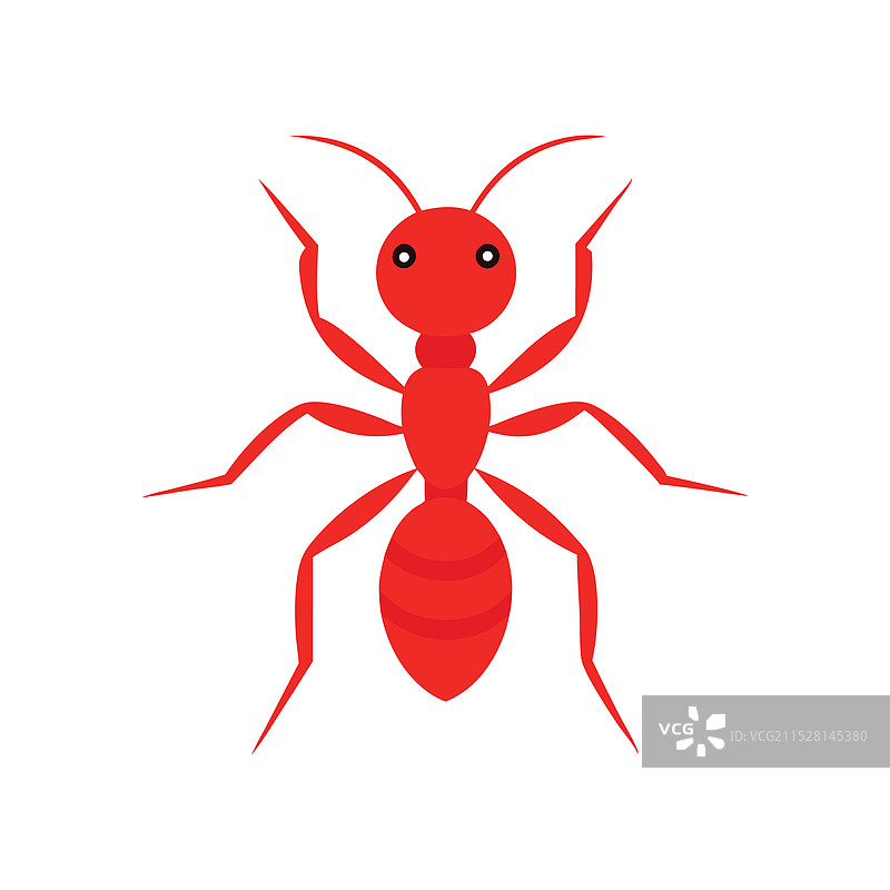 红火蚁昆虫，孤立在白色背景上图片素材