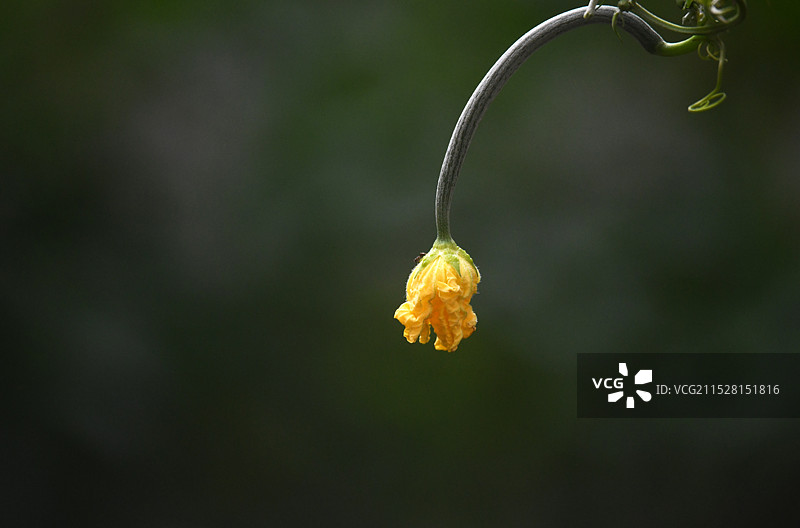 安徽六安：深秋里的丝瓜花图片素材