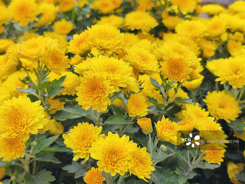 鲜花，菊花，天空，无人，黄色图片素材