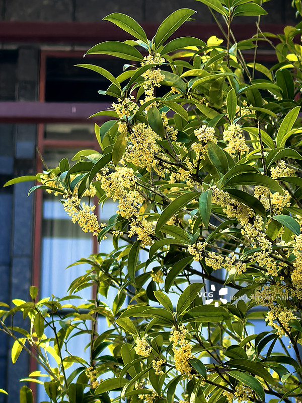 桂花香图片素材