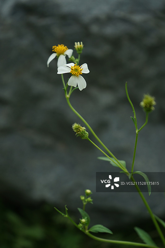 极简抽象 云图 小花 树干图片素材