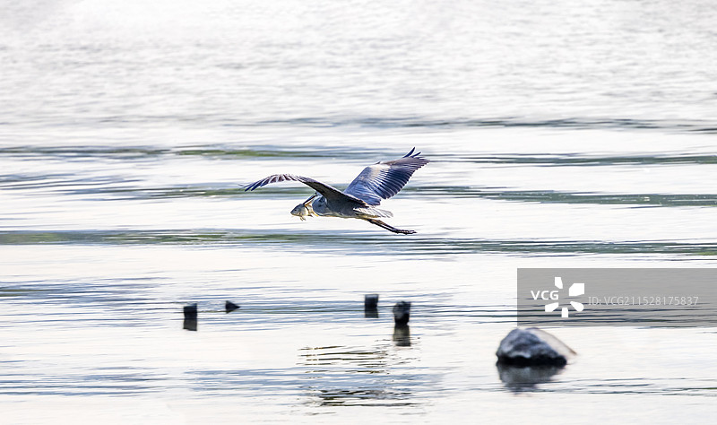 苍鹭捕鱼图片素材