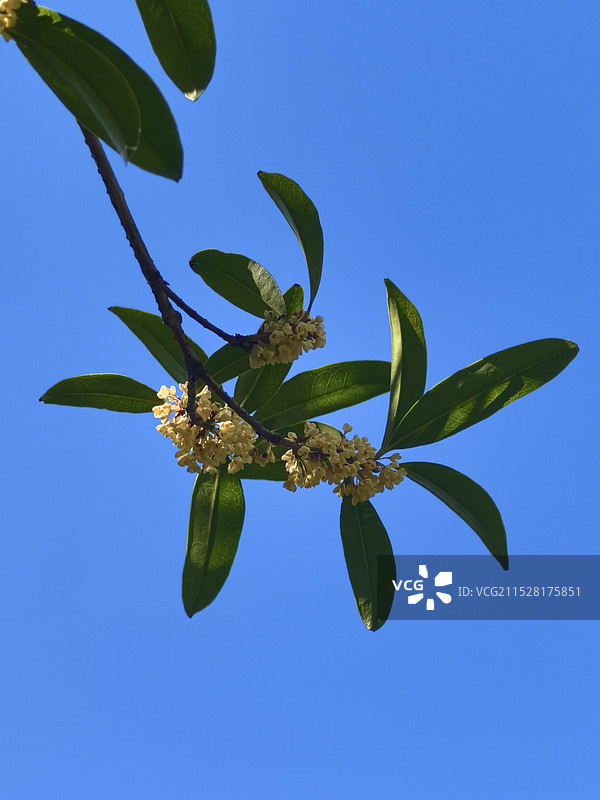 桂花香图片素材