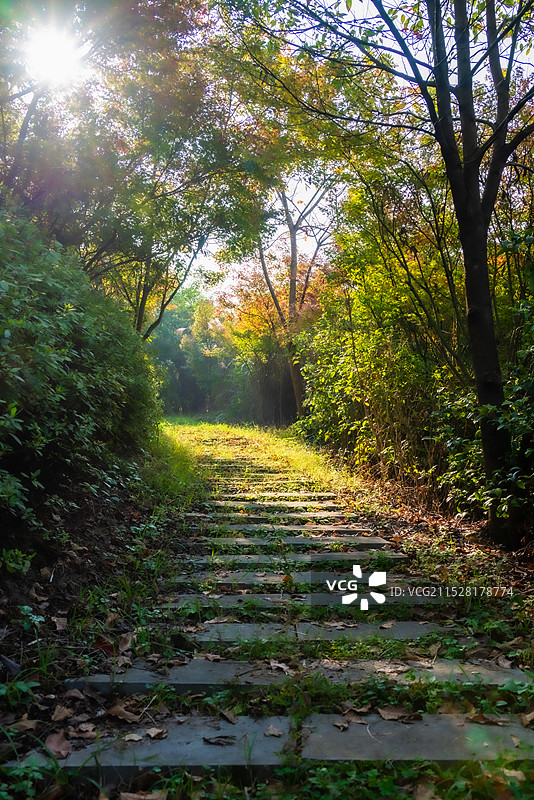 森林小路图片素材