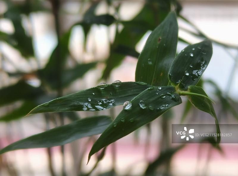 雨季湿植物叶片特写图片素材