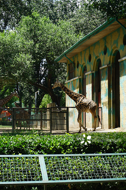 长颈鹿图片素材