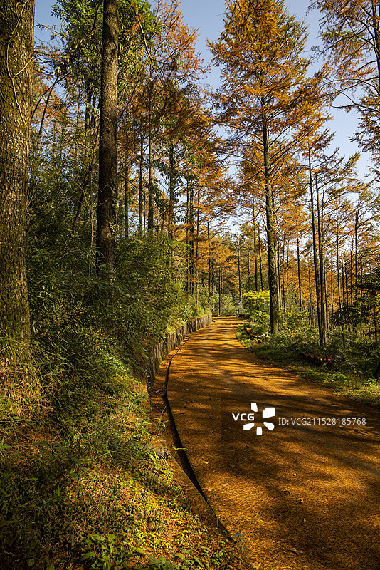 浙江莫干山秋色图片素材