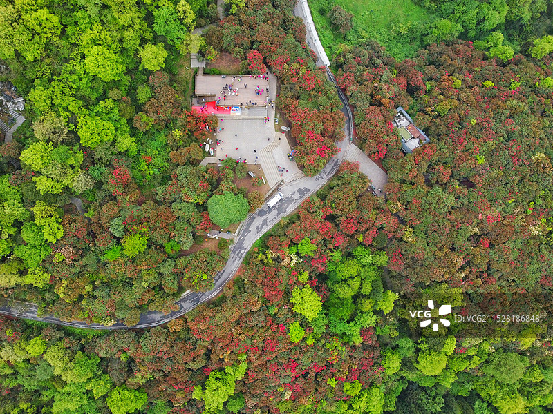 春天的贵州毕节百里杜鹃景区图片素材