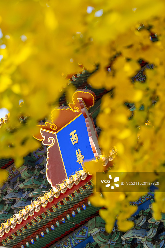 蓝天下秋天故宫西华门城楼金黄色的银杏叶与故宫角楼屋脊角兽特写图片素材