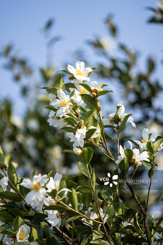 湖北恩施天池山油茶示范基地风光和油茶花特写图片素材