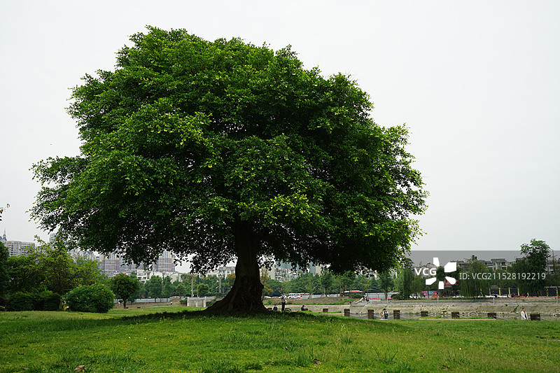 一棵大树图片素材