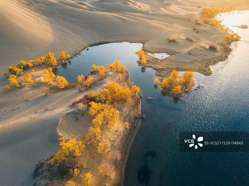 秋天的沙漠胡杨林图片素材