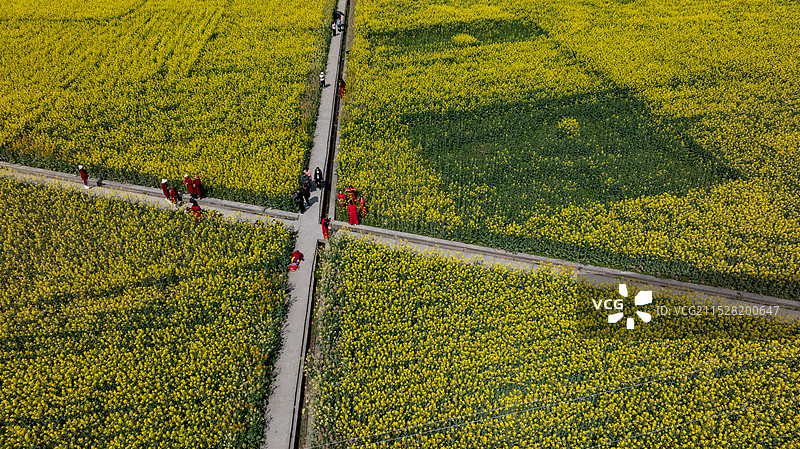 重庆酉阳铜西三岔坝彩色油菜花图片素材