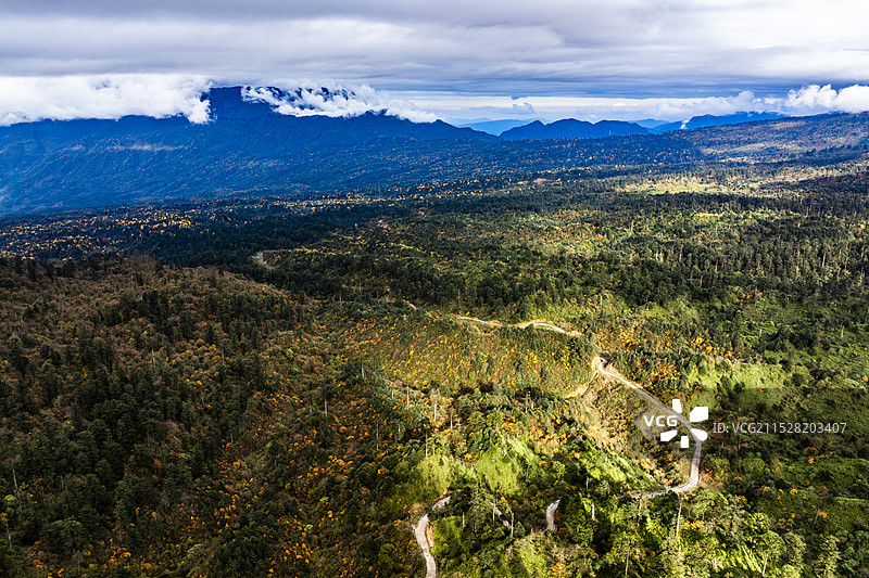 大熊猫国家公园四川荥经龙苍沟森林公园秋色彩林图片素材