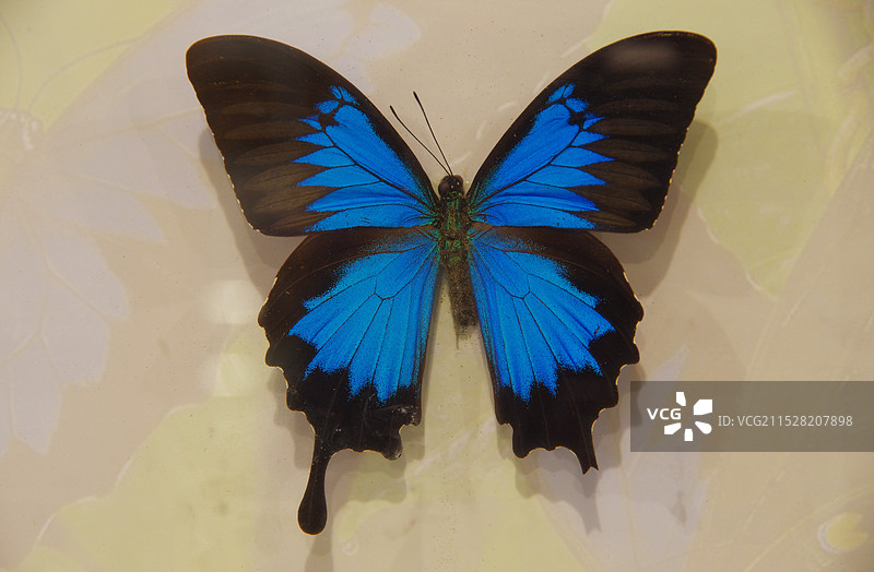 蝴蝶标本图片素材