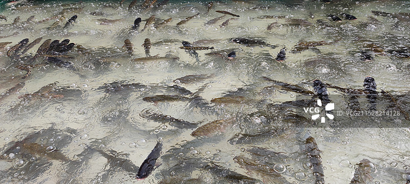 市场上出售的鱼的特写镜头图片素材