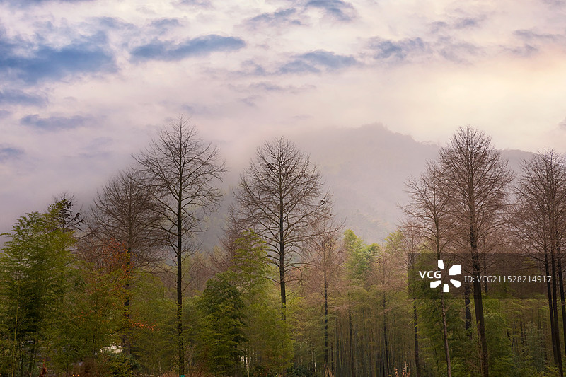 浙江省长兴-大唐贡茶院  竹海  古道古迹  月亮湾夜景图片素材