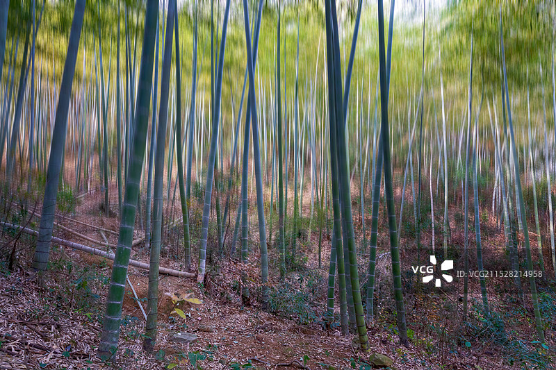 浙江省长兴-大唐贡茶院  竹海  古道古迹  月亮湾夜景图片素材