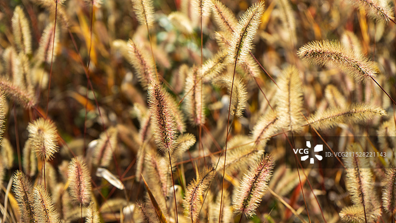 秋天的狗尾巴草图片素材
