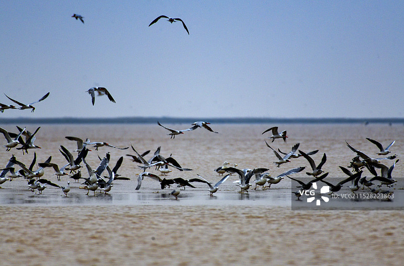 黄河湿地图片素材