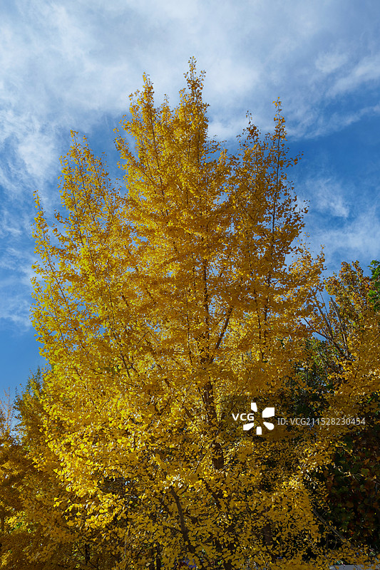 北京秋天金黄色的银杏树图片素材