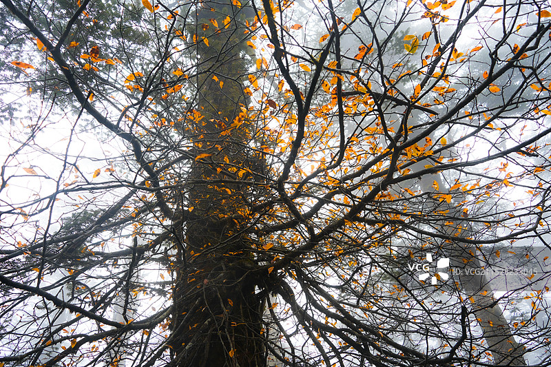 生机张力图片素材